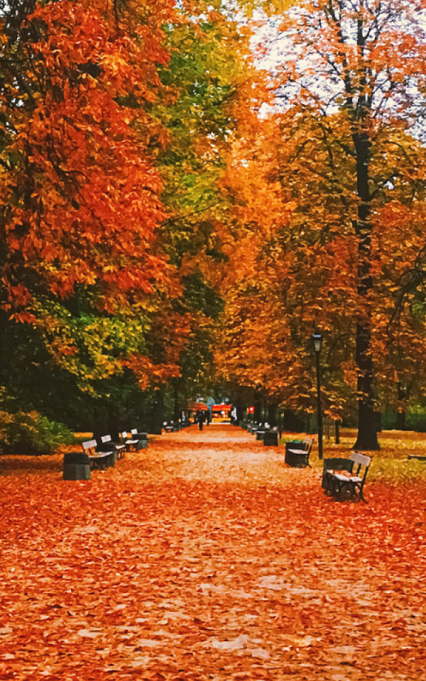 Gugur Daun di Sekitar Taman